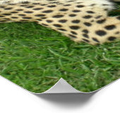 Safari Afrika Schattige Schattigee Cat Charm Mod C Poster (Hoek)