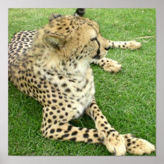 Safari Afrika Schattige Schattigee Cat Charm Mod C Poster (Voorkant)