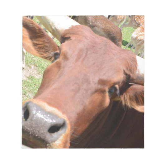 Safari Brown Koe Notitieblok (Voorkant)