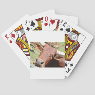 Safari Brown Koe Pokerkaarten
