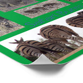 Safari Bums Poster (Hoek)