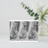 Safari Cute African Classy Suricate Meerkat Briefkaart (Staand voorkant)