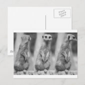 Safari Cute African Classy Suricate Meerkat Briefkaart (Voorkant / Achterkant)