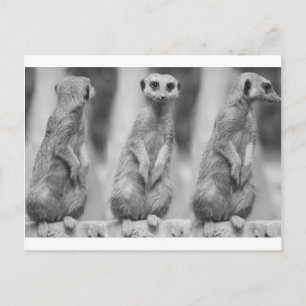 Safari Cute African Classy Suricate Meerkat Briefkaart