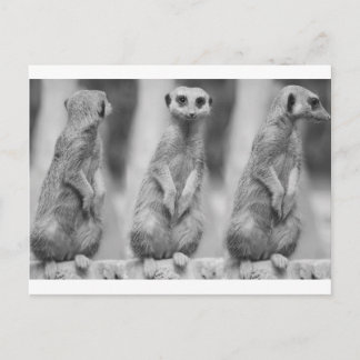 Safari Cute African Classy Suricate Meerkat Briefkaart