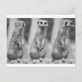 Safari Cute African Classy Suricate Meerkat Briefkaart