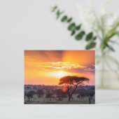 Safari in het Nationaal Park Serengeti Briefkaart (Staand voorkant)