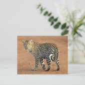 Safari Leopard die naar je terugkijkt Briefkaart (Staand voorkant)