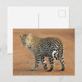 Safari Leopard die naar je terugkijkt Briefkaart (Voorkant / Achterkant)