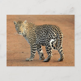 Safari Leopard die naar je terugkijkt Briefkaart