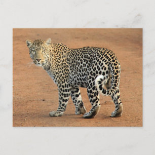 Safari Leopard die naar je terugkijkt Briefkaart
