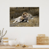 Safari-Lion Couple Poster (Keuken)