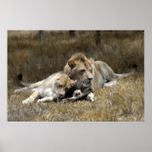 Safari-Lion Couple Poster (Voorkant)