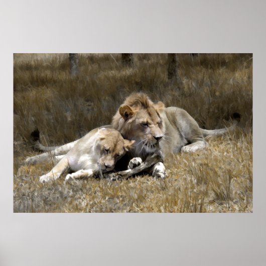 Safari-Lion Couple Poster (Voorkant)