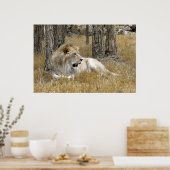 Safari - Lion Poster (Keuken)
