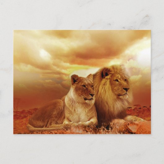 safari lions-briefkaart briefkaart (Voorkant)