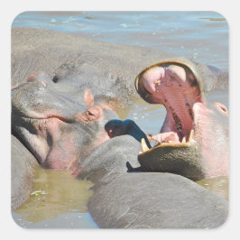 Safari van Zimbabwe Hippo op beeldscherm Vierkante Sticker
