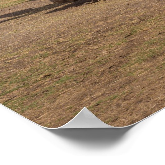 Safari Wildlife Giraffes en neushoorns op Open Pla Poster (Hoek)