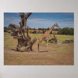 Safari Wildlife Giraffes en neushoorns op Open Pla Poster