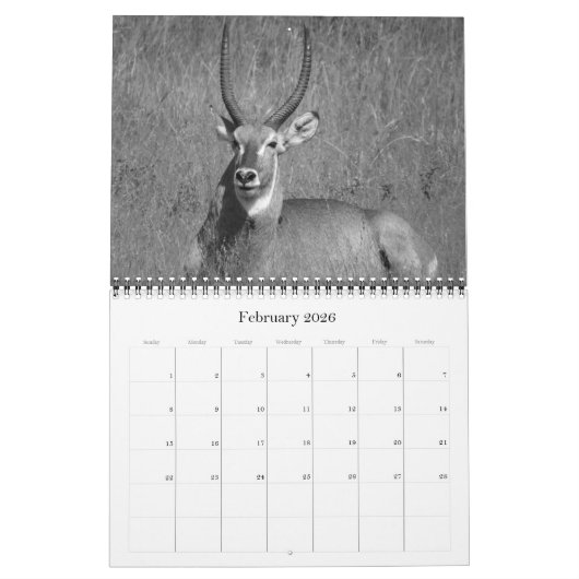 Safari Zwart & Wit 2025 Kalender (Feb 2026)