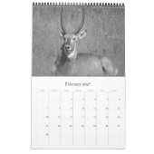 safari zwart & wit kalender (Feb 2027)