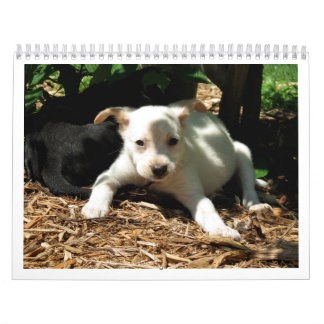 Safe Hands Rescue 2015-kalender Kalender