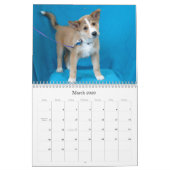 Safe Hands Rescue 2015-kalender Kalender (Mar 2026)