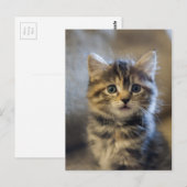 Saffier Briefkaart (Voorkant / Achterkant)