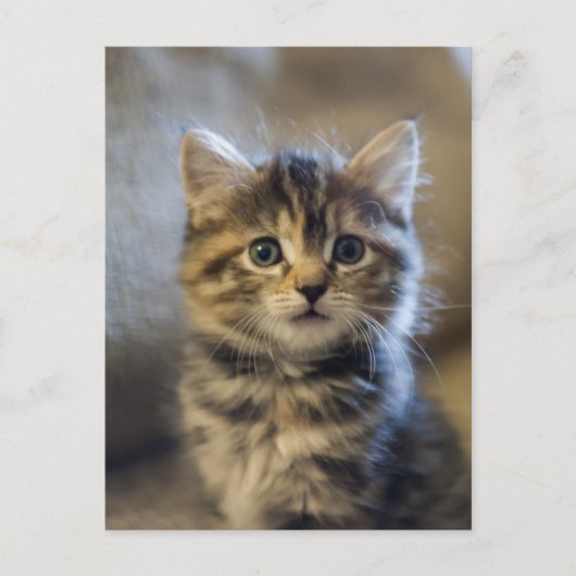 Saffier Briefkaart (Voorkant)