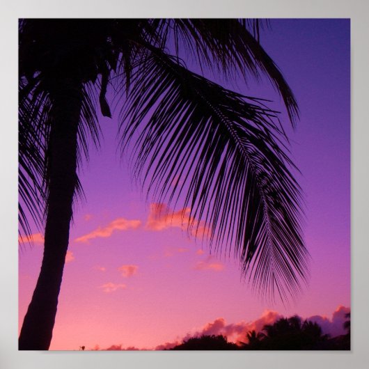 saffierpalm poster (Voorkant)