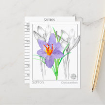 Saffraan Crocus Kruid Plant Materia Medica