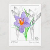 Saffraan Crocus Kruid Plant Materia Medica Briefkaart (Voorkant)