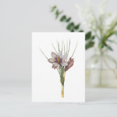 saffraancrocus (Crocus sativus) van Redouté Briefkaart (Staand voorkant)