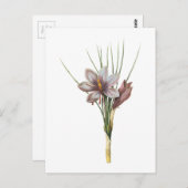 saffraancrocus (Crocus sativus) van Redouté Briefkaart (Voorkant / Achterkant)