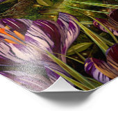 Saffron Crocus Foto Afdruk (Hoek)