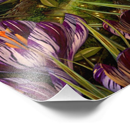 Saffron Crocus Foto Afdruk (Hoek)