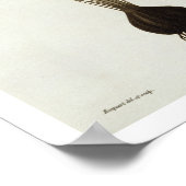 Saffron Crocus uit 'Phytographie Medicale' door Jo Poster (Hoek)