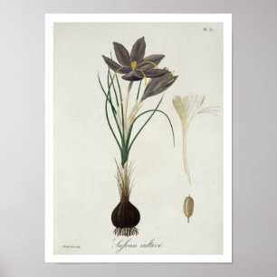 Saffron Crocus uit 'Phytographie Medicale' door Jo Poster