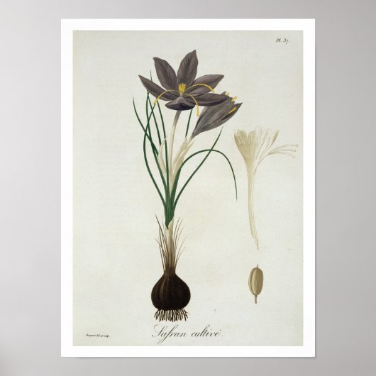 Saffron Crocus uit 'Phytographie Medicale' door Jo Poster (Voorkant)