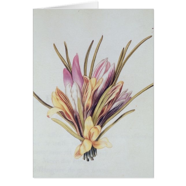 Saffron of Crocus uit "La Guirlande de Julie" (Voorkant)