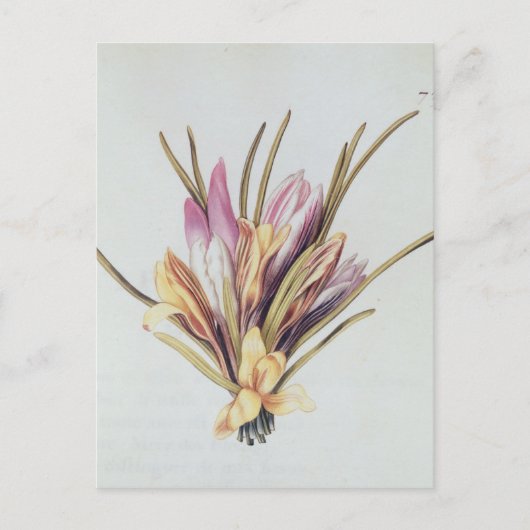 Saffron of Crocus uit "La Guirlande de Julie" Briefkaart (Voorkant)