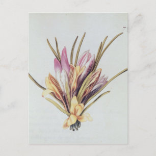 Saffron of Crocus uit "La Guirlande de Julie" Briefkaart