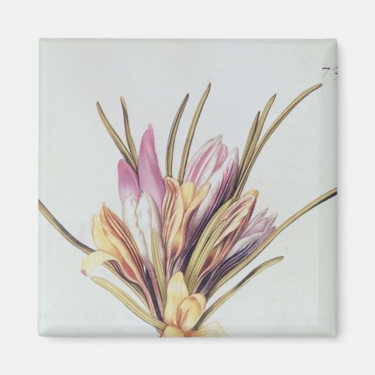 Saffron of Crocus uit "La Guirlande de Julie" Magneet (Voorkant)