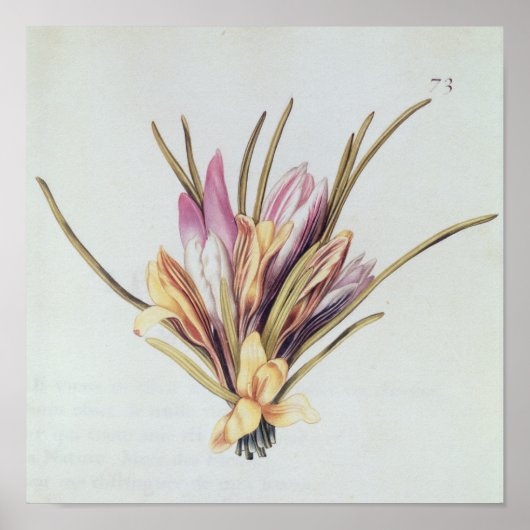 Saffron of Crocus uit "La Guirlande de Julie" Poster (Voorkant)