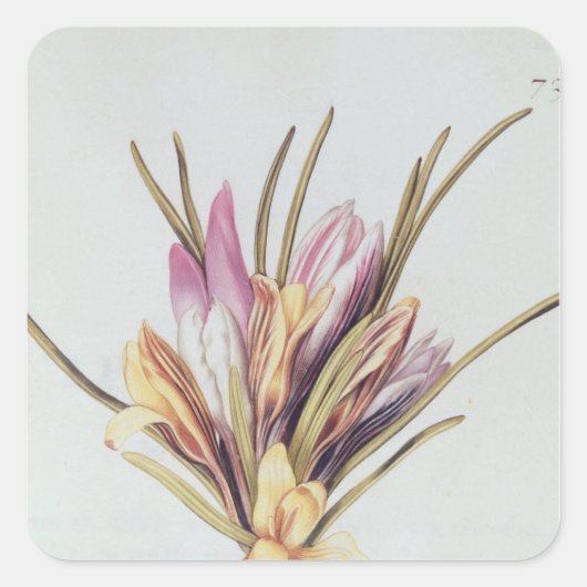 Saffron of Crocus uit "La Guirlande de Julie" Vierkante Sticker (Voorkant)