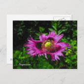 Sagacious PC Briefkaart (Voorkant / Achterkant)