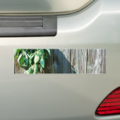 Sage Barn-wood, vers gesneden Bumpersticker (Op auto)