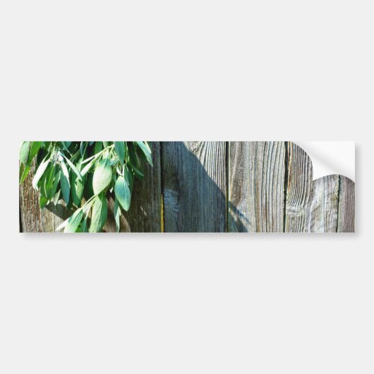 Sage Barn-wood, vers gesneden Bumpersticker (Voorkant)