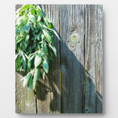 Sage Barn-wood, vers gesneden Fotoplaat (Voorkant)