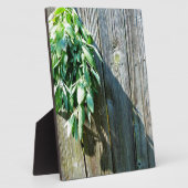 Sage Barn-wood, vers gesneden Fotoplaat (Zijkant)